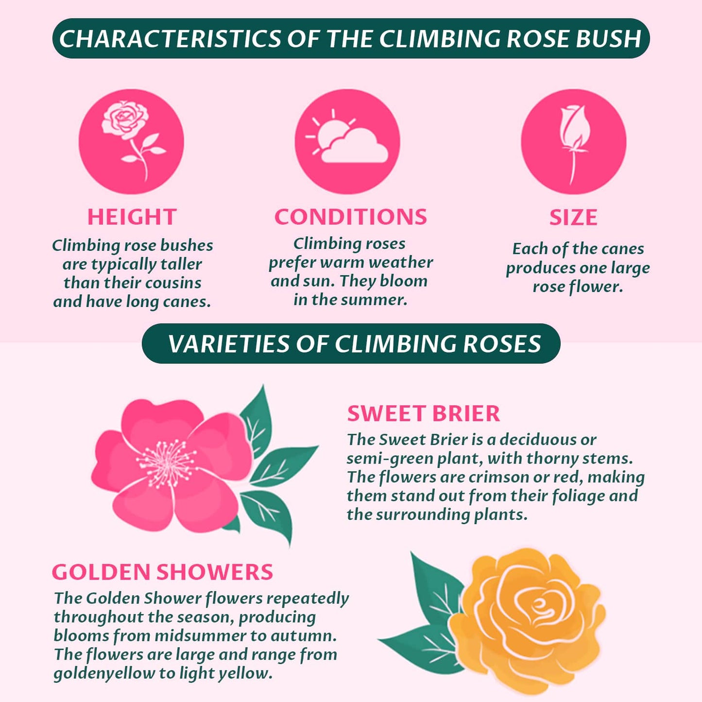 Royal Climbing Rose Seeds