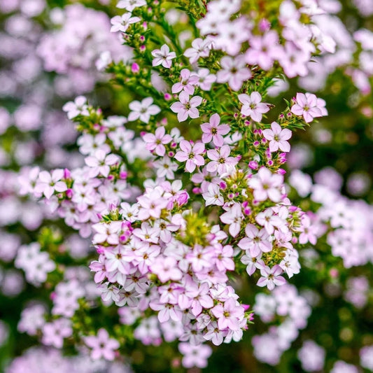 ‘Pink’ Diosma Seed