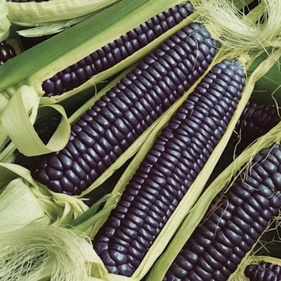 Corn Seeds (Organic) - Black Hopi.