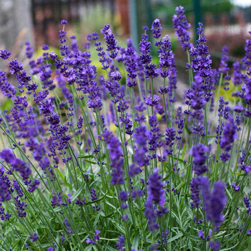 Lavender Seeds - Hidcote.