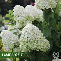 Hortensia Limelight