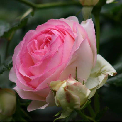 Royal Climbing Rose Seeds