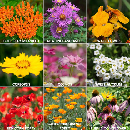 Mixed Wild Flower Seeds