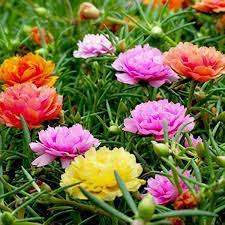 Moss Rose Seeds (Mix)