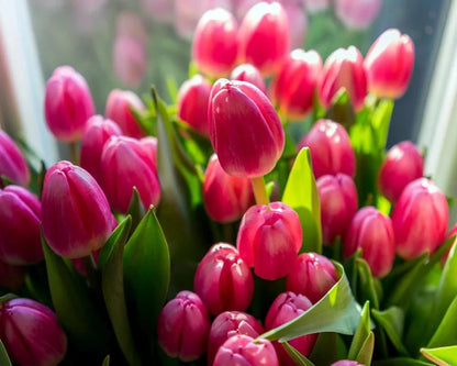 Premium Dutch Tulip Bulbs • Gardenizi