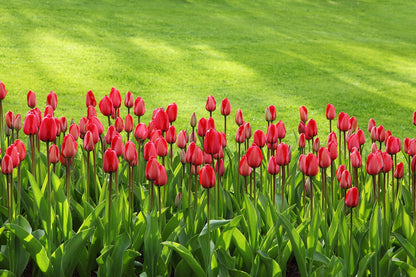 Premium Dutch Tulip Bulbs • Gardenizi