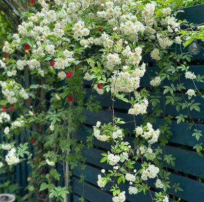 Rosa Banksiae Seeds